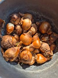 15 bulbi narciso varietà tazetta