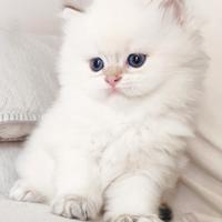 Gattino SCOTTISH BRITISH LONGHAIR blue point