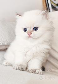 Gattino SCOTTISH BRITISH LONGHAIR blue point