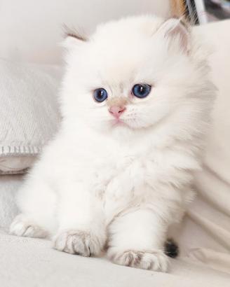 Gattino SCOTTISH BRITISH LONGHAIR blue point