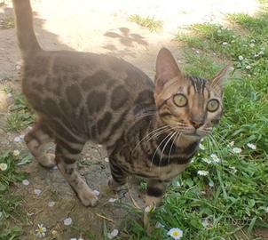 Gattina Bengala Dolcissima