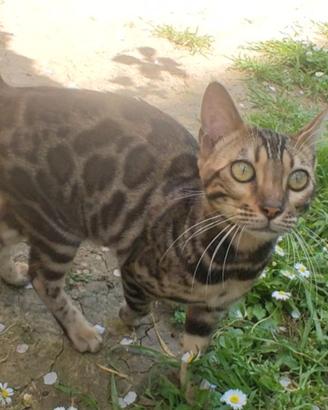 Gattina Bengala Dolcissima