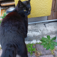 Gattina abbandonata in una superstrada