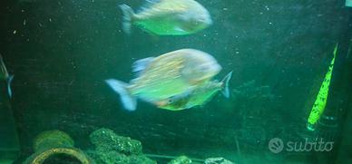 Piranha con aquario