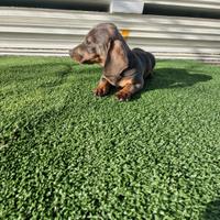 Cuccioli di bassotto color blu