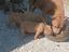Immagine 5
