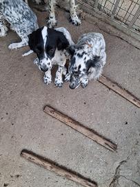 Setter inglesi