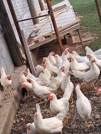 Galline Livornesi e Ovaiole