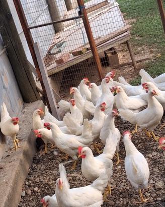 Galline Livornesi e Ovaiole