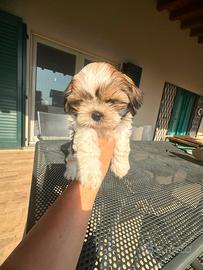 Shih tzu