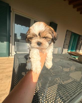 Shih tzu