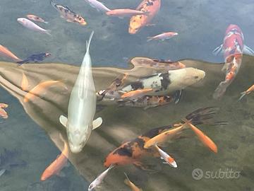 Carpe KOI variegate