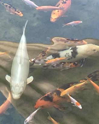 Carpe KOI variegate