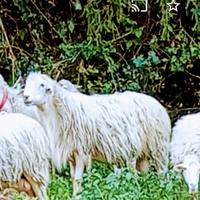 Montone palermitano 4rr di 3 anni