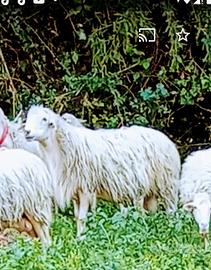 Montone palermitano 4rr di 3 anni