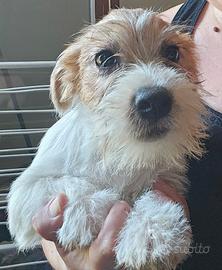 Jack russel vaccinati sverminati e con pedigree