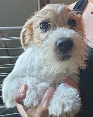 Jack russel vaccinati sverminati e con pedigree