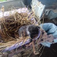 Coniglietto ariete nano miniloop