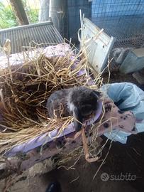 Coniglietto ariete nano miniloop