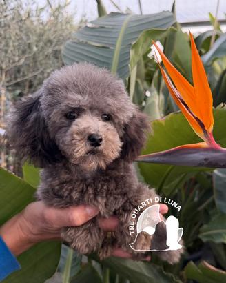 Barboncino Toy con Pedigree - Allevamento Certific