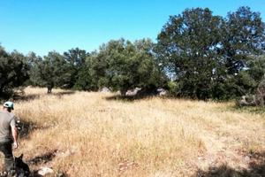 Terreno con 2 trulli rustici