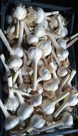 Aglio 
