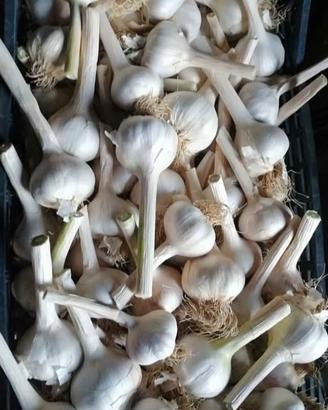 Aglio 