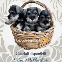 Cuccioli di MiNi Zwergschnauzer disponibili