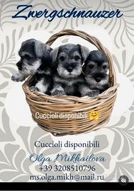 Cuccioli di MiNi Zwergschnauzer disponibili