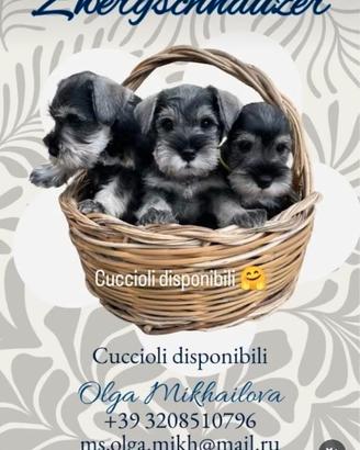Cuccioli di MiNi Zwergschnauzer disponibili