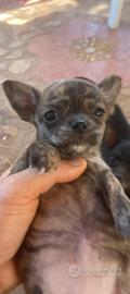 Chihuahua