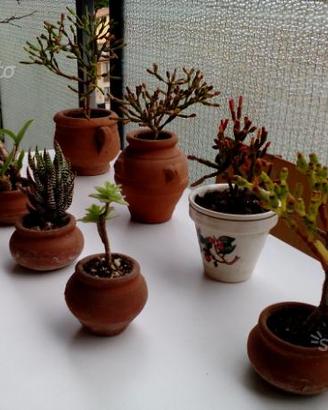 Vasetti piantine grasse succulente