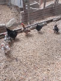 Galline coroncina