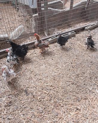 Galline coroncina