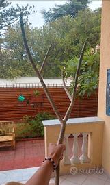 Talea Pomelia 1,20 mt a 3 punte Ramificata