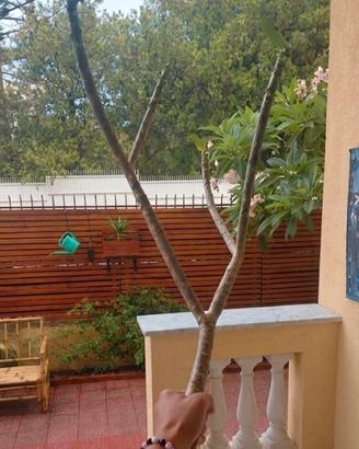 Talea Pomelia 1,20 mt a 3 punte Ramificata