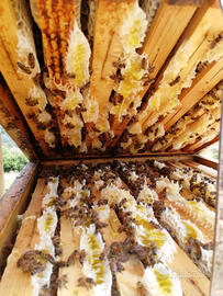 Alveari, famiglie d'api, arnie