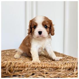 Cuccioli Cavalier King disponibili