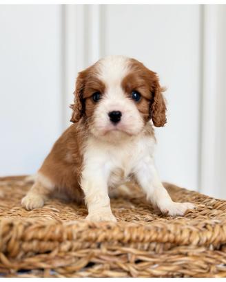 Cuccioli Cavalier King disponibili