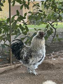 Galli razza moroseta