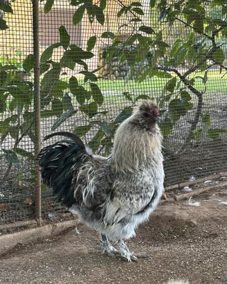 Galli razza moroseta