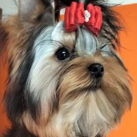 Cuccioli yorksheire
