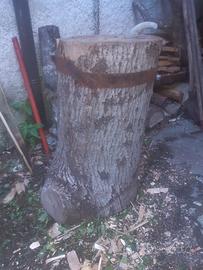 tronco grande accacia