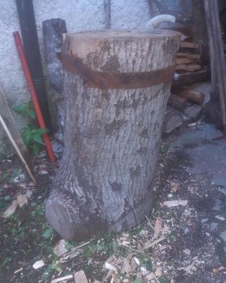 tronco grande accacia