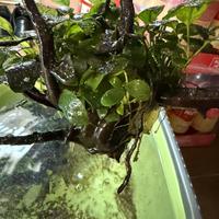 Anubias barteri grande (circa 35/40 cm)
