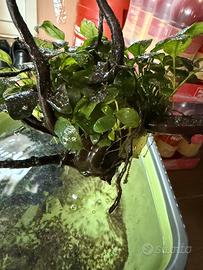 Anubias barteri grande (circa 35/40 cm)