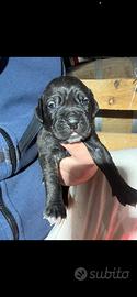 Cuccioli Cane Corso