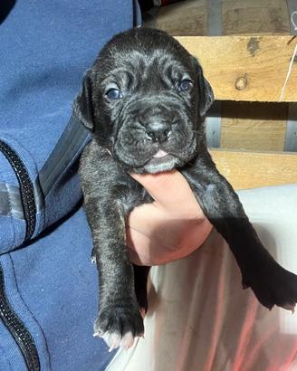 Cuccioli Cane Corso