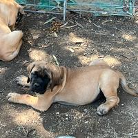 Mastiff inglesi con pedigree