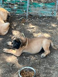 Mastiff inglesi con pedigree
